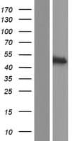 ADAP2 / CENTA2 Protein (Over-Expression Lysate Myc-DDK (Flag))