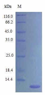 Mouse CCL20 / MIP-3-Alpha Protein (Recombinant)