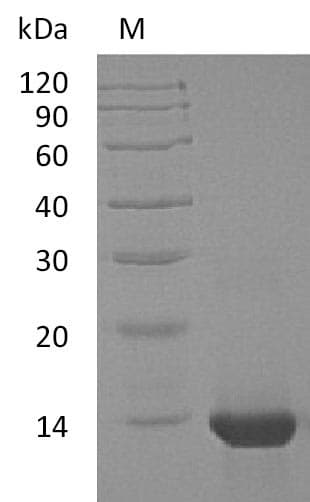 Human IL4 Protein (Recombinant)