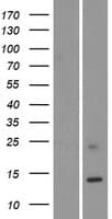 KRTAP19-1 Protein (Over-Expression Lysate Myc-DDK (Flag))