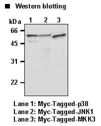 MYC / c-Myc Antibody (clone PL14)