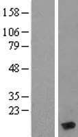 MYL6 Protein (Over-Expression Lysate Myc-DDK (Flag))