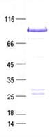 Human BRAF / B-Raf Protein (Recombinant Myc-DDK (Flag), C-terminus)