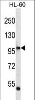 POLI Antibody (aa673-701)