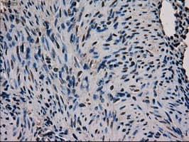 Monoclonal Mouse anti-Human GATA4 Antibody (clone OTI9F9, IHC, IF, WB)