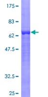 Human MAPK13 / p38delta Protein (Recombinant GST)