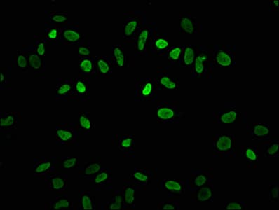 HIST1H3A Antibody
