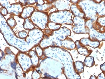 CD71 / Transferrin Receptor Antibody (clone TFRC/1817, Azide-free, BSA-free)