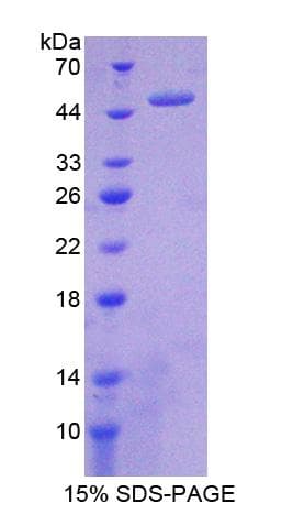Mouse MMP19 Protein (Recombinant His-T7)