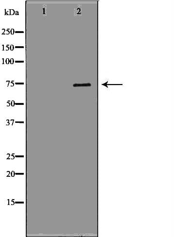 GAS2L1 Antibody
