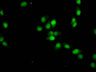 HIST1H4I Antibody