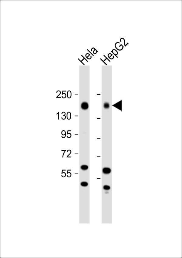 EGFR Antibody