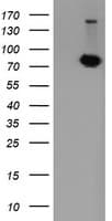 POGK Antibody (clone OTI2D5, Carrier-free)