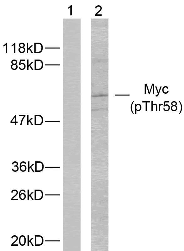 MYC / c-Myc Antibody (phospho-Thr58)
