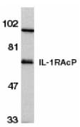 IL1RAP Antibody