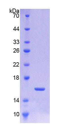 Pig TGFB3 / TGF Beta3 Protein (Recombinant His-T7)