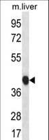 BEND7 Antibody (aa319-348)