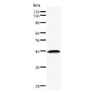 D-Binding Protein / DBP Antibody (clone DBP5H08)