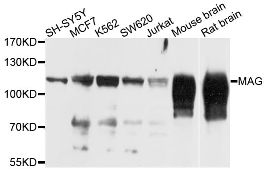 MAG Antibody