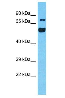RUFY4 Antibody (aa409-458)
