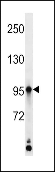 KAZN Antibody (aa711-739)