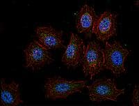c-Src Kinase / CSK Antibody (aa330-450, clone CSK-04)