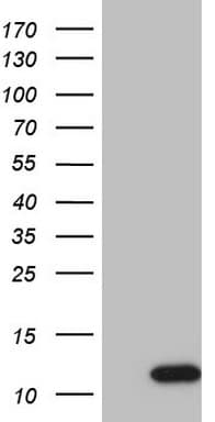 GNG7 Antibody (aa2-65, clone OTI3G1)