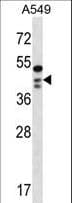 OBFC1 Antibody (aa277-306)
