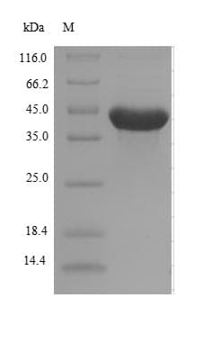 Escherichia coli alkB Protein (Recombinant 10His-SUMO, N-terminus + Myc, C-terminus)