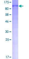 Human FOXO3 / FOXO3A Protein (Recombinant GST)