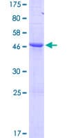 Human BCL2 / Bcl-2 Protein (Recombinant GST)