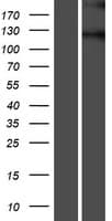 SEMA5B / Semaphorin 5B Protein (Over-Expression Lysate Myc-DDK (Flag))