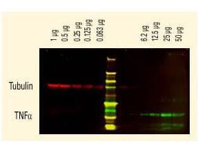 Polyclonal Goat Anti-Rat IgG Secondary Antibody (IHC, WB)