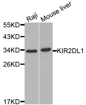 KIR2DL1 / CD158a Antibody