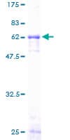 Human IL2RG / CD132 Protein (Recombinant GST)