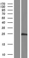 SENP8 Protein (Over-Expression Lysate Myc-DDK (Flag))