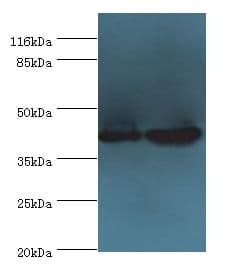 CCR6 Antibody (aa22-374)