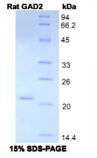 Rat GAD65 Protein (Recombinant His-S)