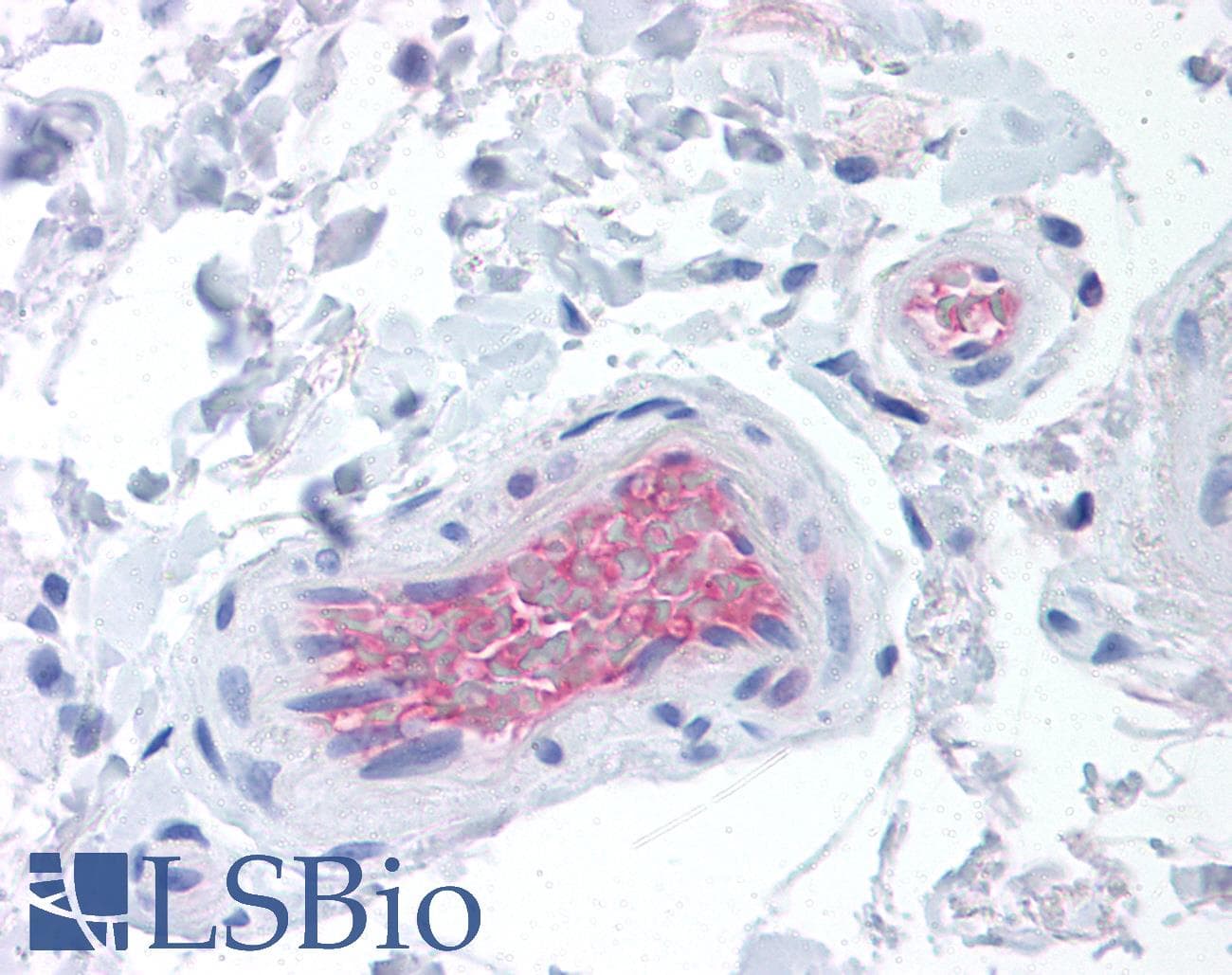 IHC-plus™ CFI / Complement Factor I Antibody (clone OX-21)