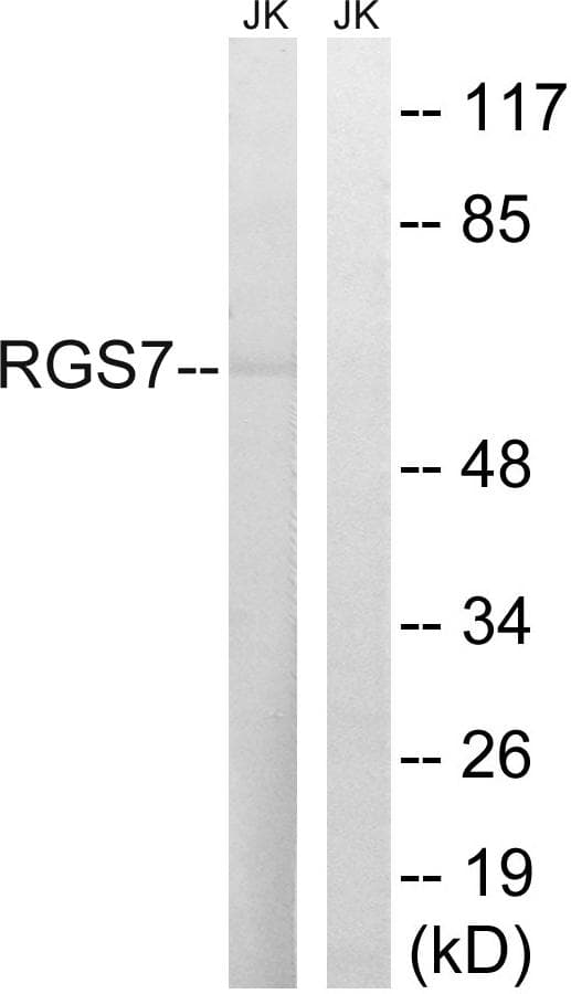 RGS7 Antibody