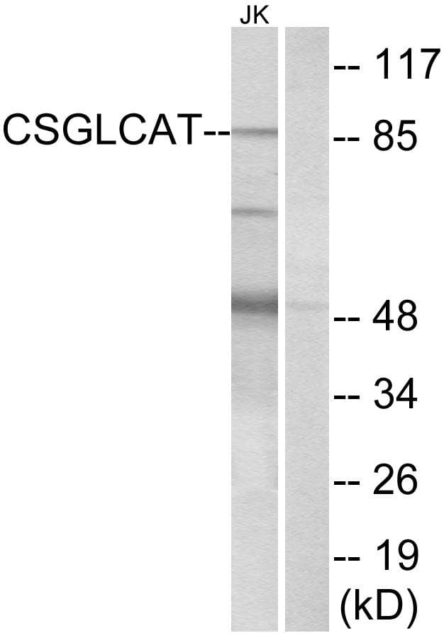 Polyclonal Rabbit anti-Human CHPF2 / CSGLCAT Antibody (WB)