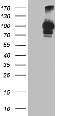 PCSK9 Antibody (aa153-692, clone OTI4G9)