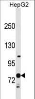 RNF145 Antibody (aa601-627)