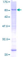 Human MCTP1 Protein (Recombinant GST)