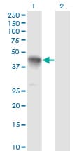 CCNK Antibody (clone S1)