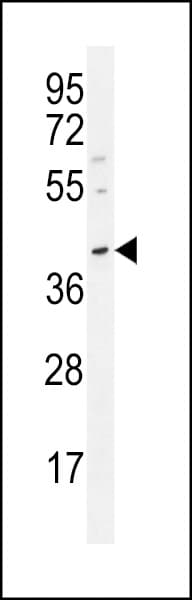 POU5F1 / OCT4 Antibody (aa265-297)