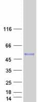 Human INHBA / Inhibin Beta A Protein (Recombinant Myc-DDK (Flag))