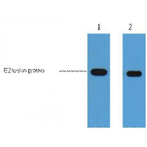E2 Tag Antibody (clone 4F8)