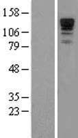 PPP1R9A / Neurabin 1 Protein (Over-Expression Lysate Myc-DDK (Flag))