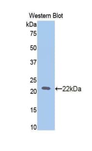 SLIT2 Antibody (aa209-374)
